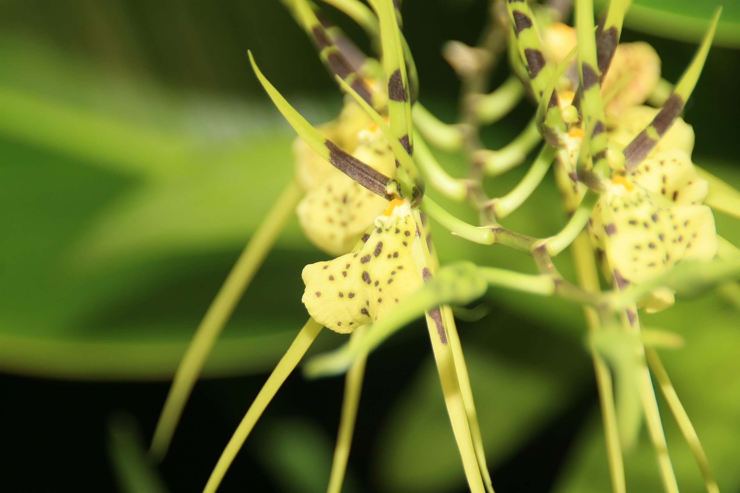 Image of Spotted Spider Orchid