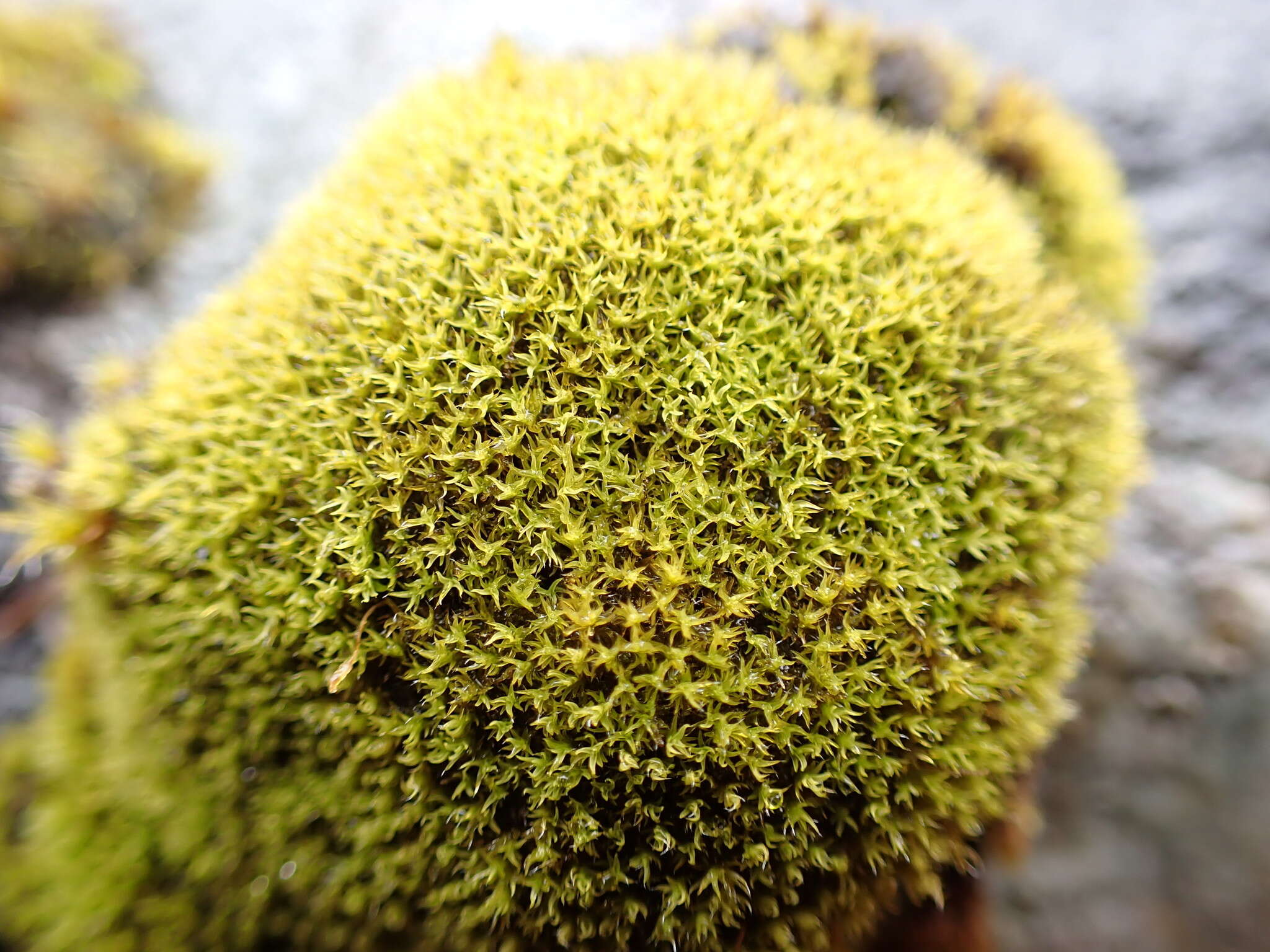 Image of grimmia dry rock moss