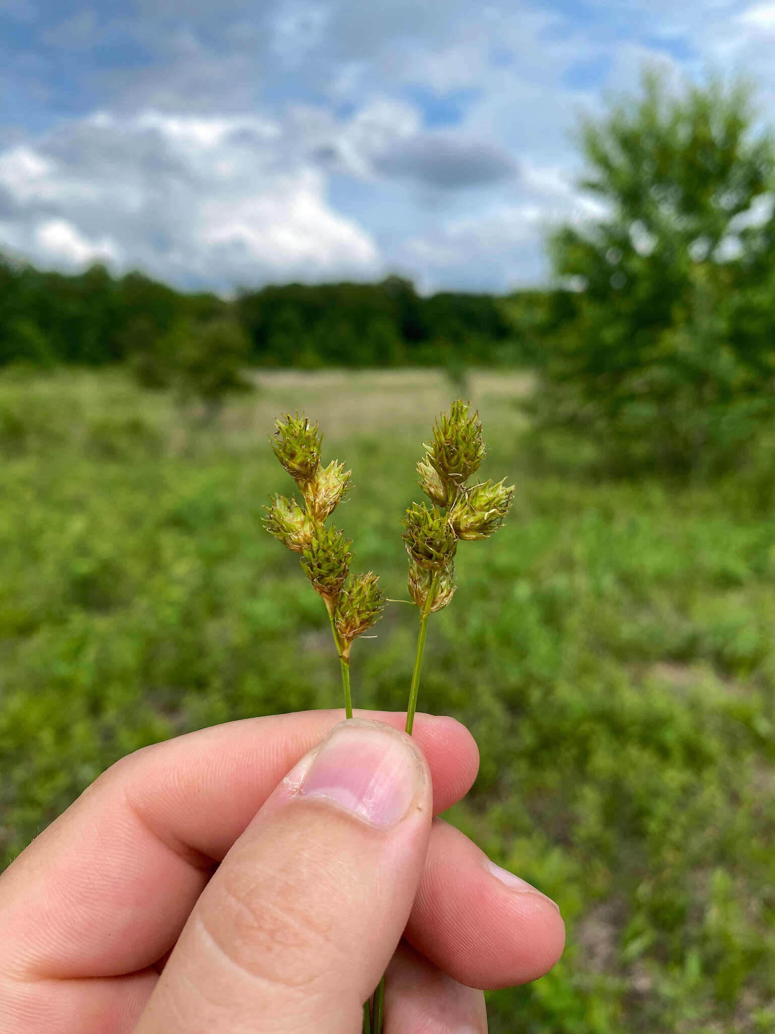 Image of Bicknell's sedge