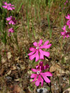 صورة Silene scabriflora Brot.