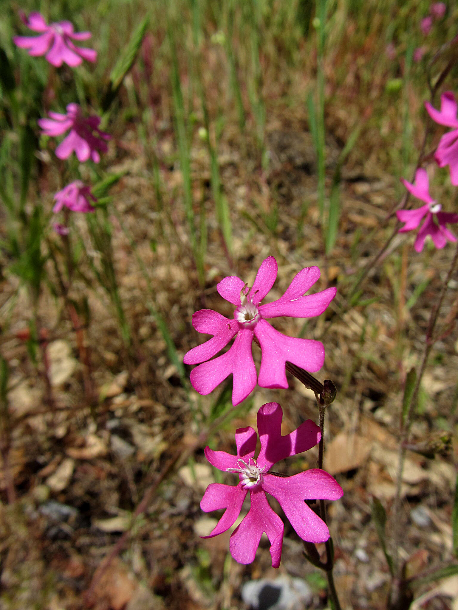 صورة Silene scabriflora Brot.