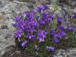 Image of Campanula saxifraga subsp. aucheri (A. DC.) Ogan.