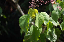 Image of guest tree