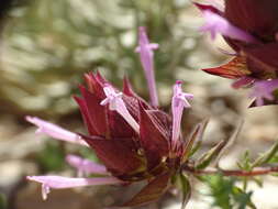 Image of Thymus moroderi Pau ex Martínez