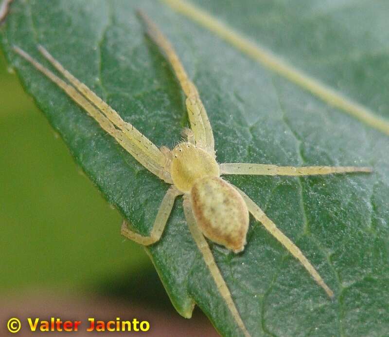 Image of Philodromus rufus Walckenaer 1826