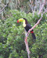 Image of Keel-billed Toucan