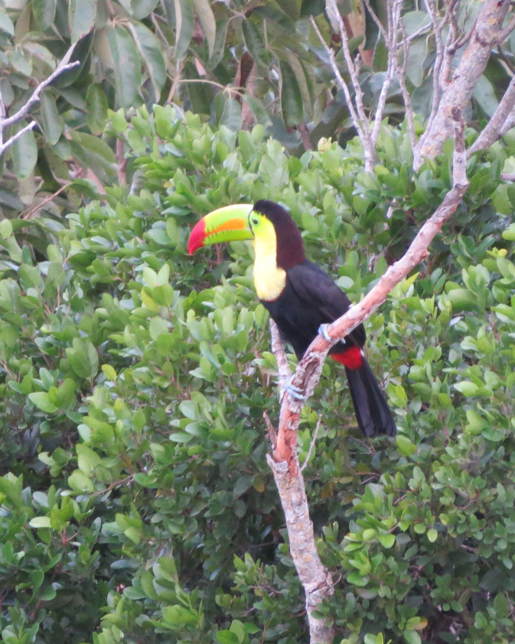 Image of Keel-billed Toucan