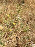 Image of Franciscan erigeron