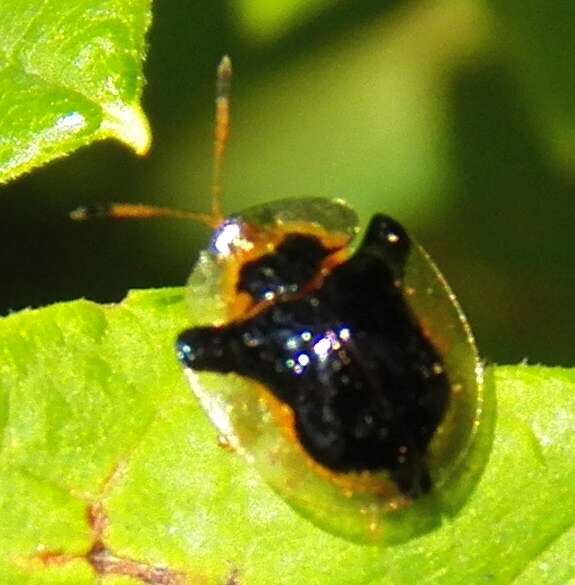 Image of Mottled Tortoise Beetle