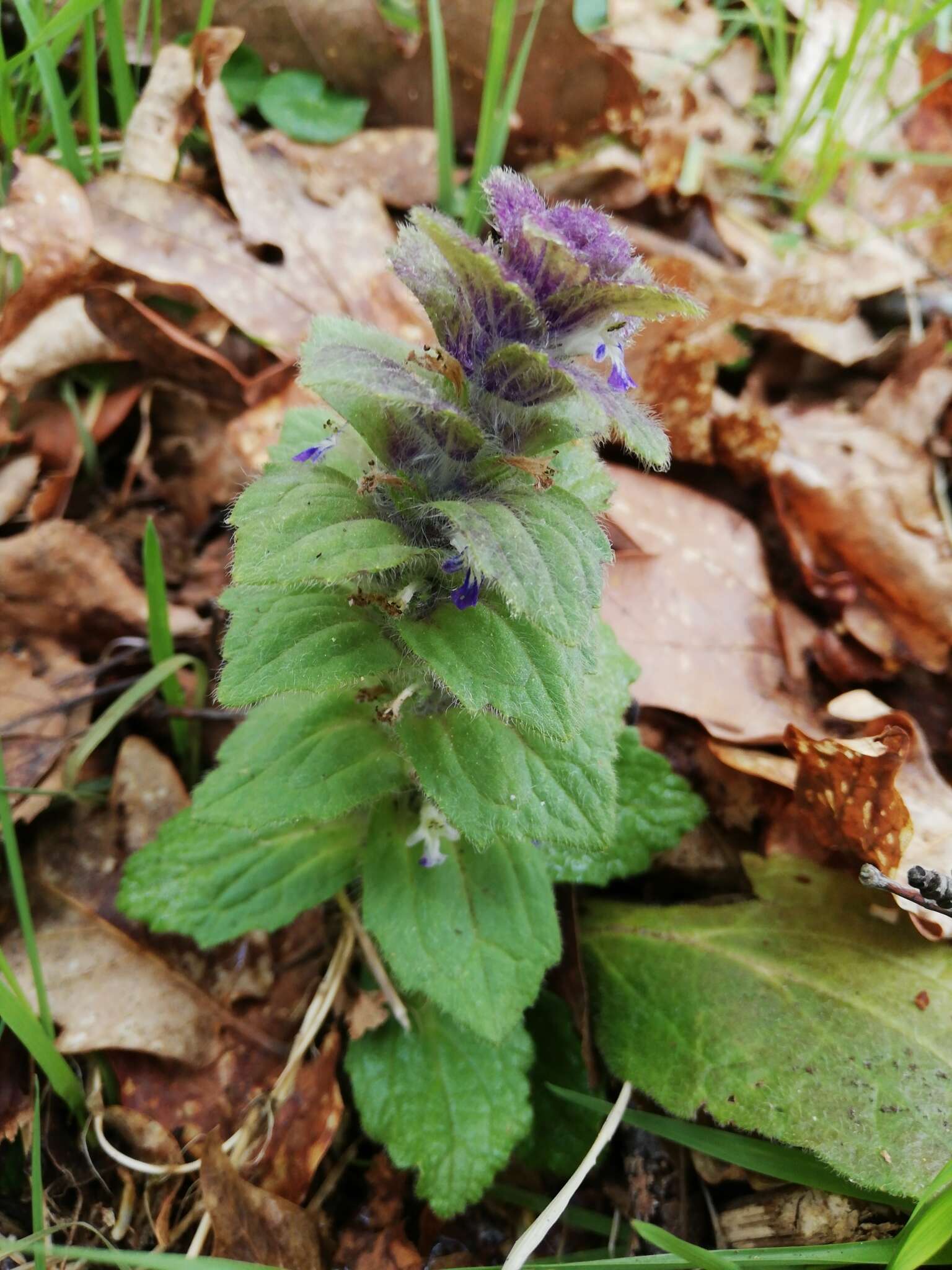 Image of Pyramidal Bugle