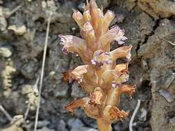 Image of nodding broomrape