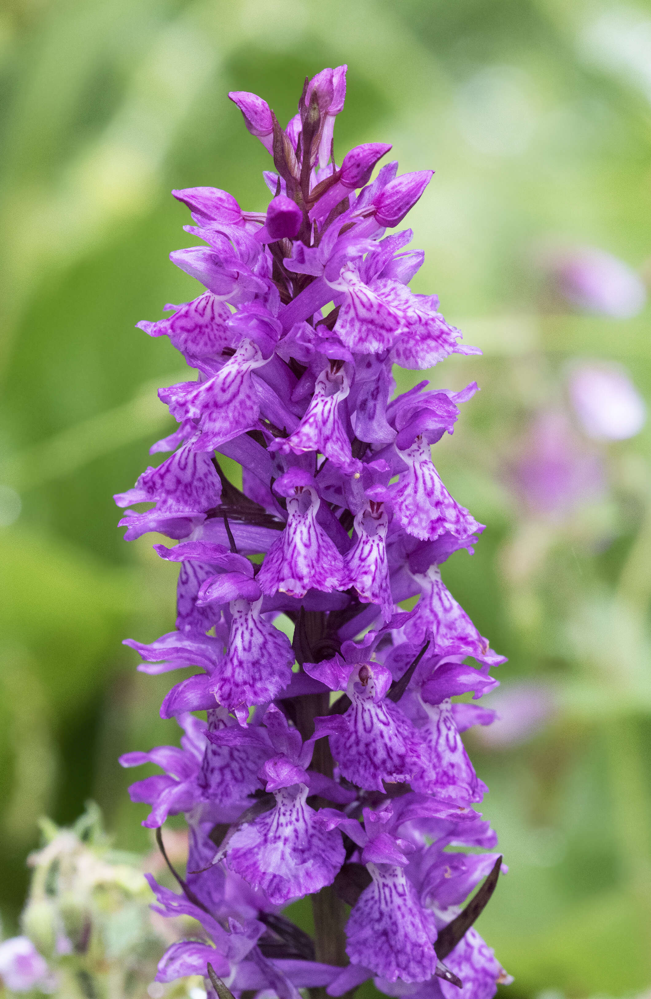 Image of Coeloglossum