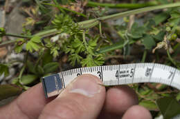 Image of Judean Fumitory