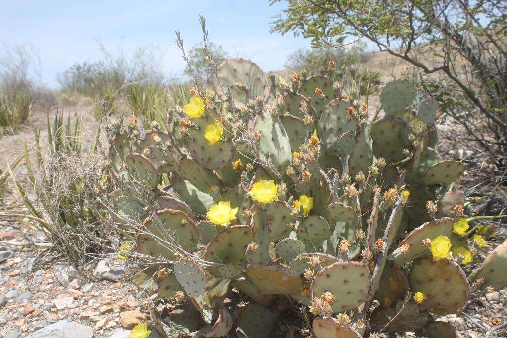 Image of Brownspine Pricklypear