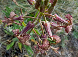 Слика од Hesperis tristis L.