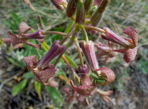 Слика од Hesperis tristis L.