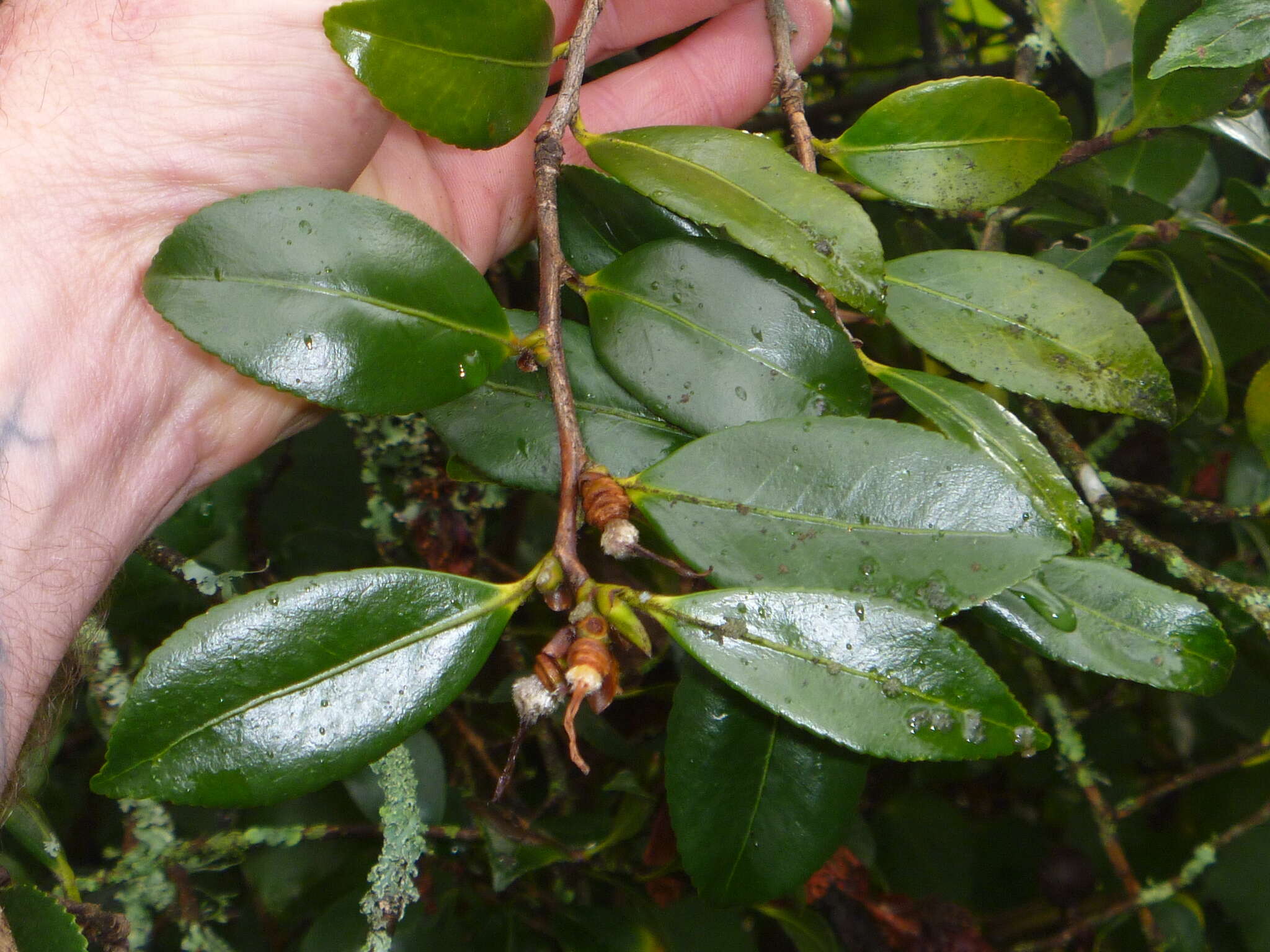 Слика од Camellia oleifera Abel.