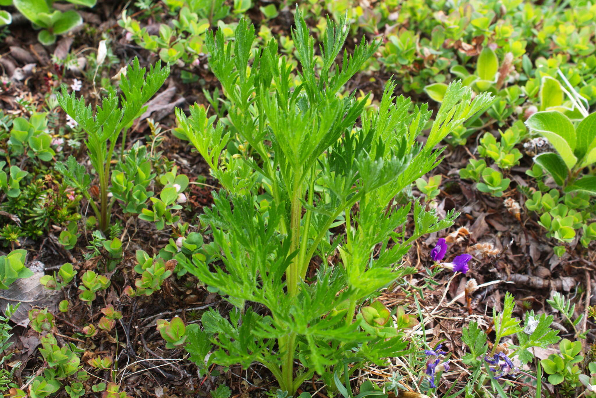 Image of Artemisia arctica