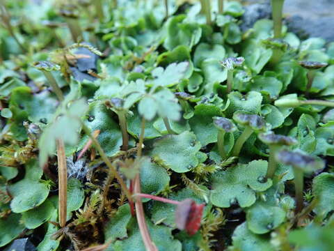 Image of Marchantia quadrata Scop.