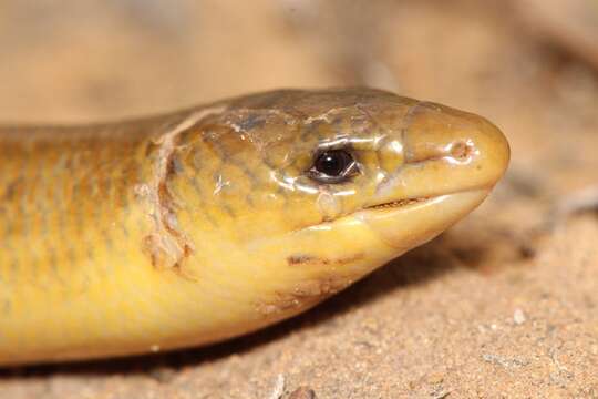 Image of Slendertail Lance Skink