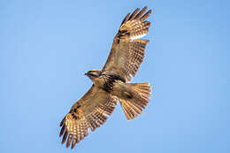 Image of Buteo japonicus japonicus Temminck & Schlegel 1845