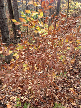 Image of American beech