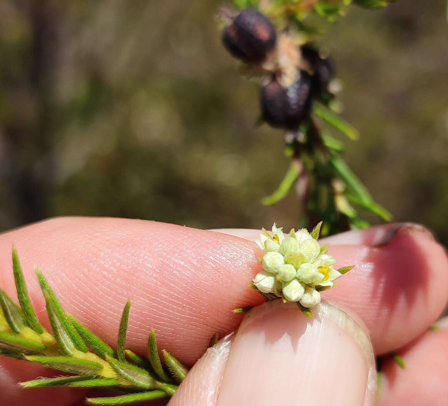 Image of Phylica excelsa Wendl.