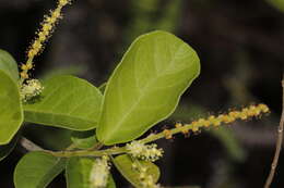 Image of Antidesma ghaesembilla Gaertn.