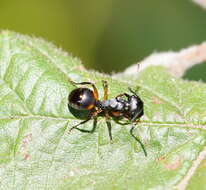 Image de Polyrhachis femorata Smith 1858