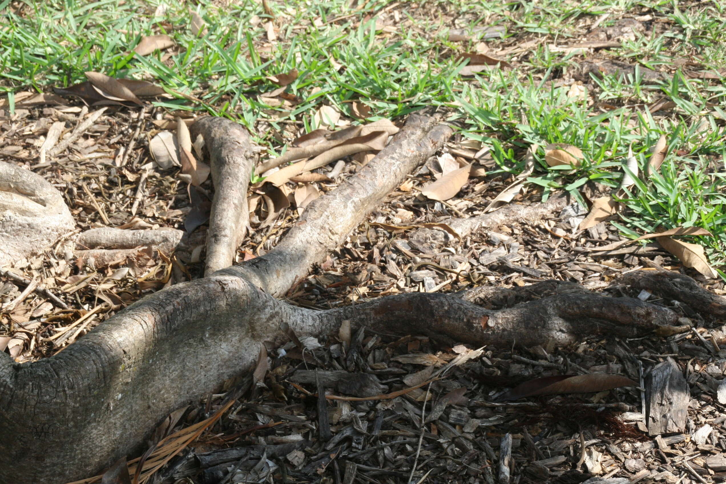 Image of Guiana-chestnut