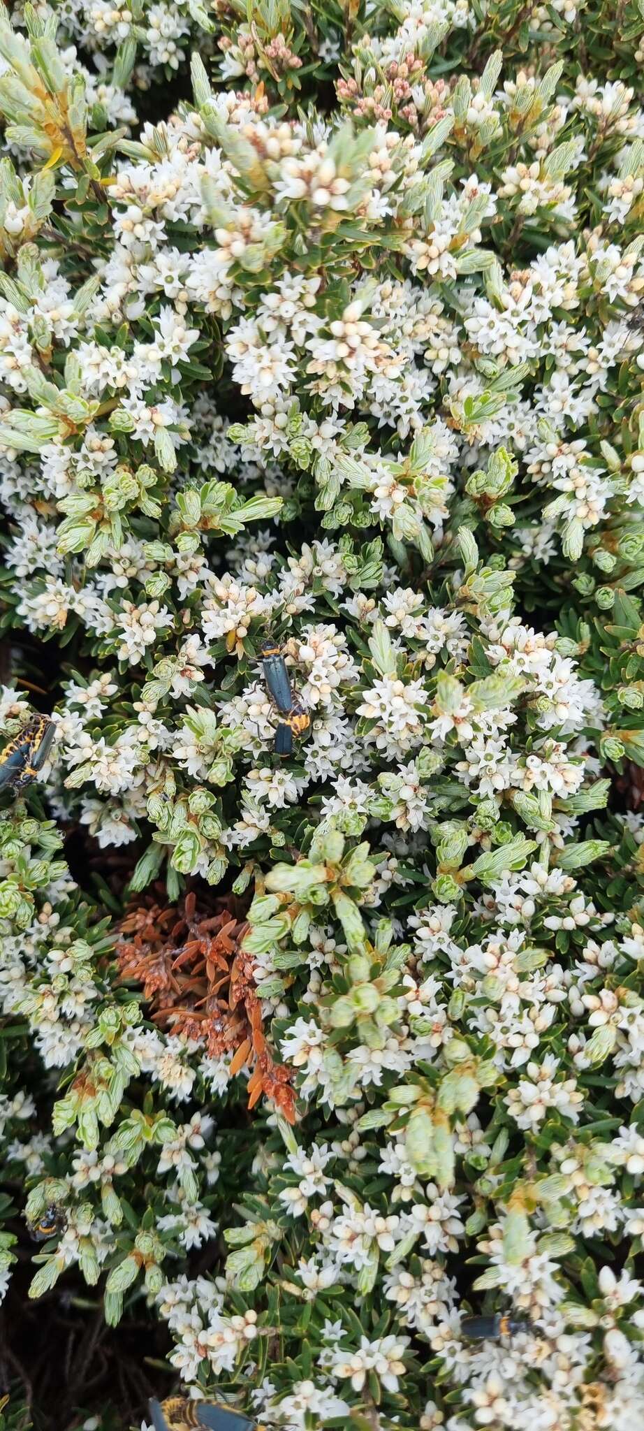 Image of Acrothamnus montanus (R. Br.) Quinn