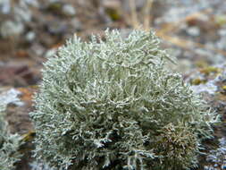 Image of Niebla isidiaescens Bowler, J. E. Marsh, T. H. Nash & Riefner