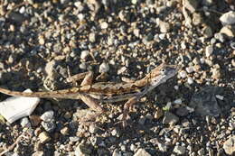 Image of Striped Anole