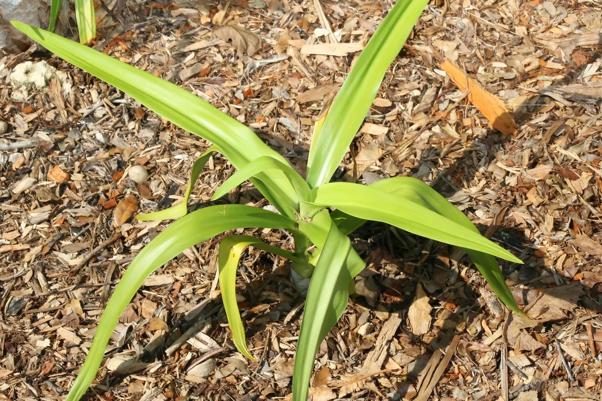 Image of Mangrove lily