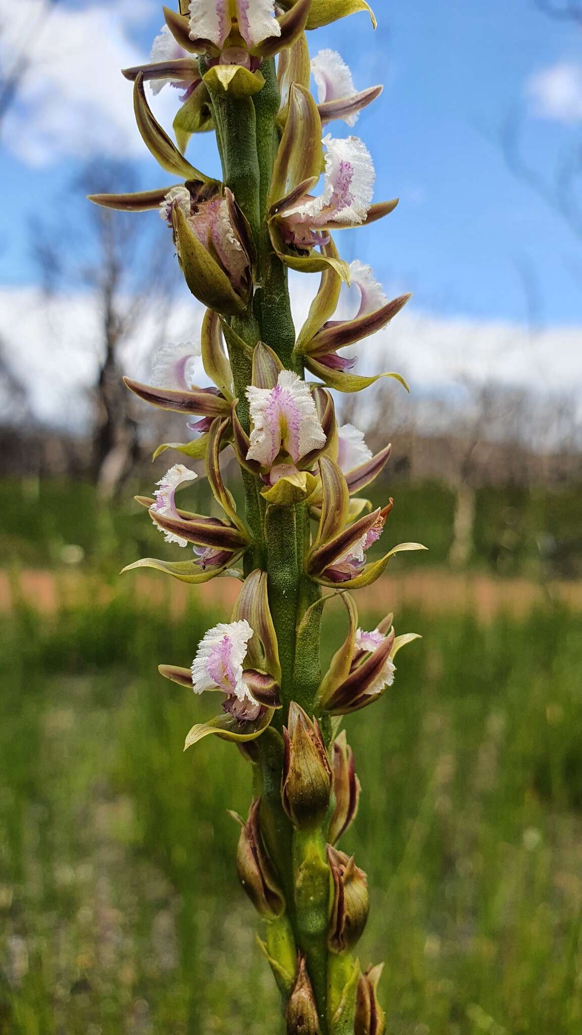 Imagem de Prasophyllum fimbria Rchb. fil.