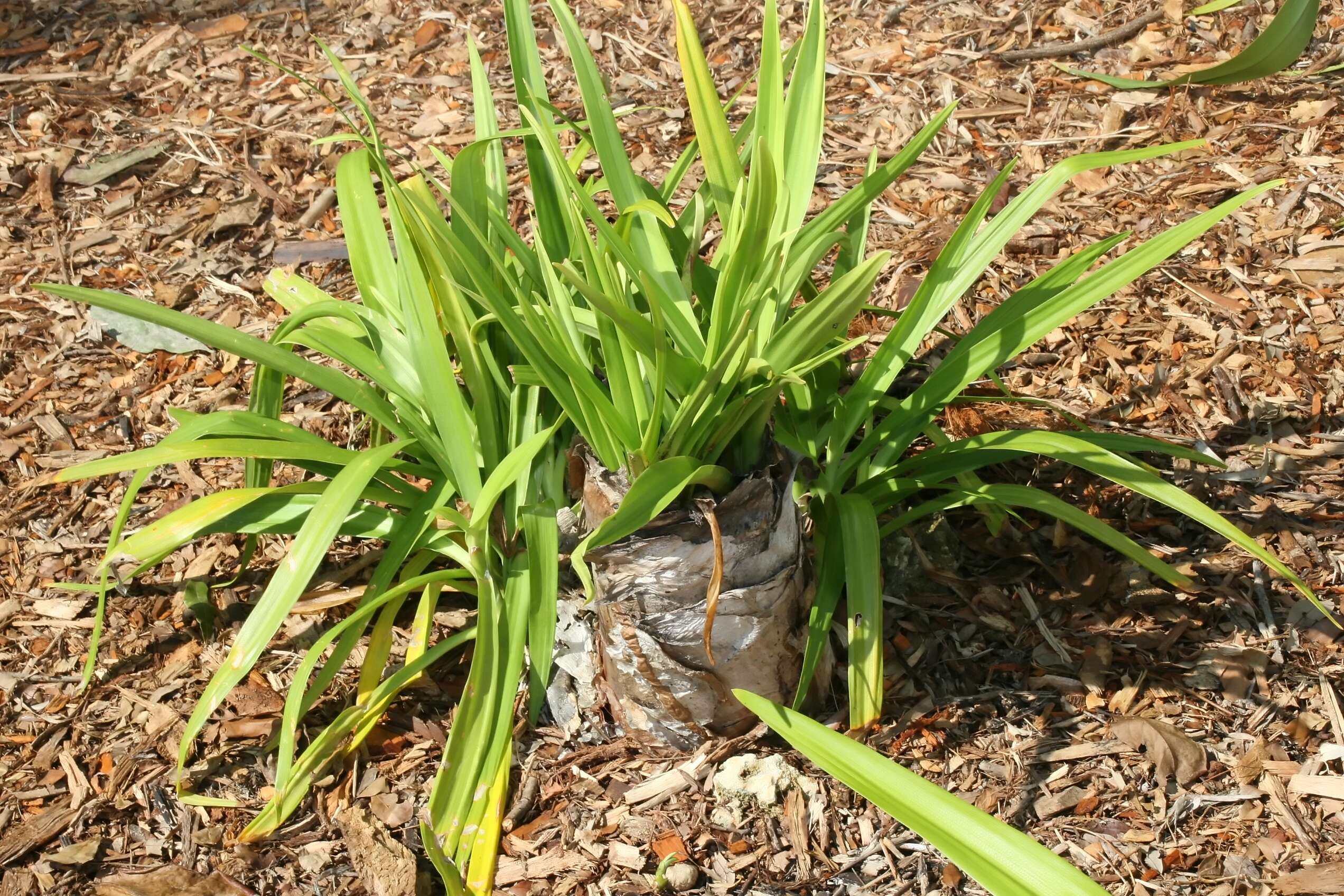 Image of Mangrove lily