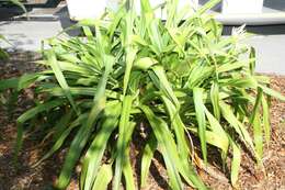 Image of Mangrove lily