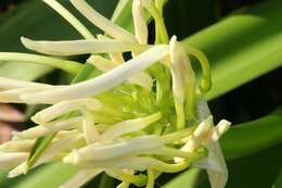 Image of Mangrove lily