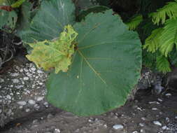 Coccoloba pubescens L. resmi