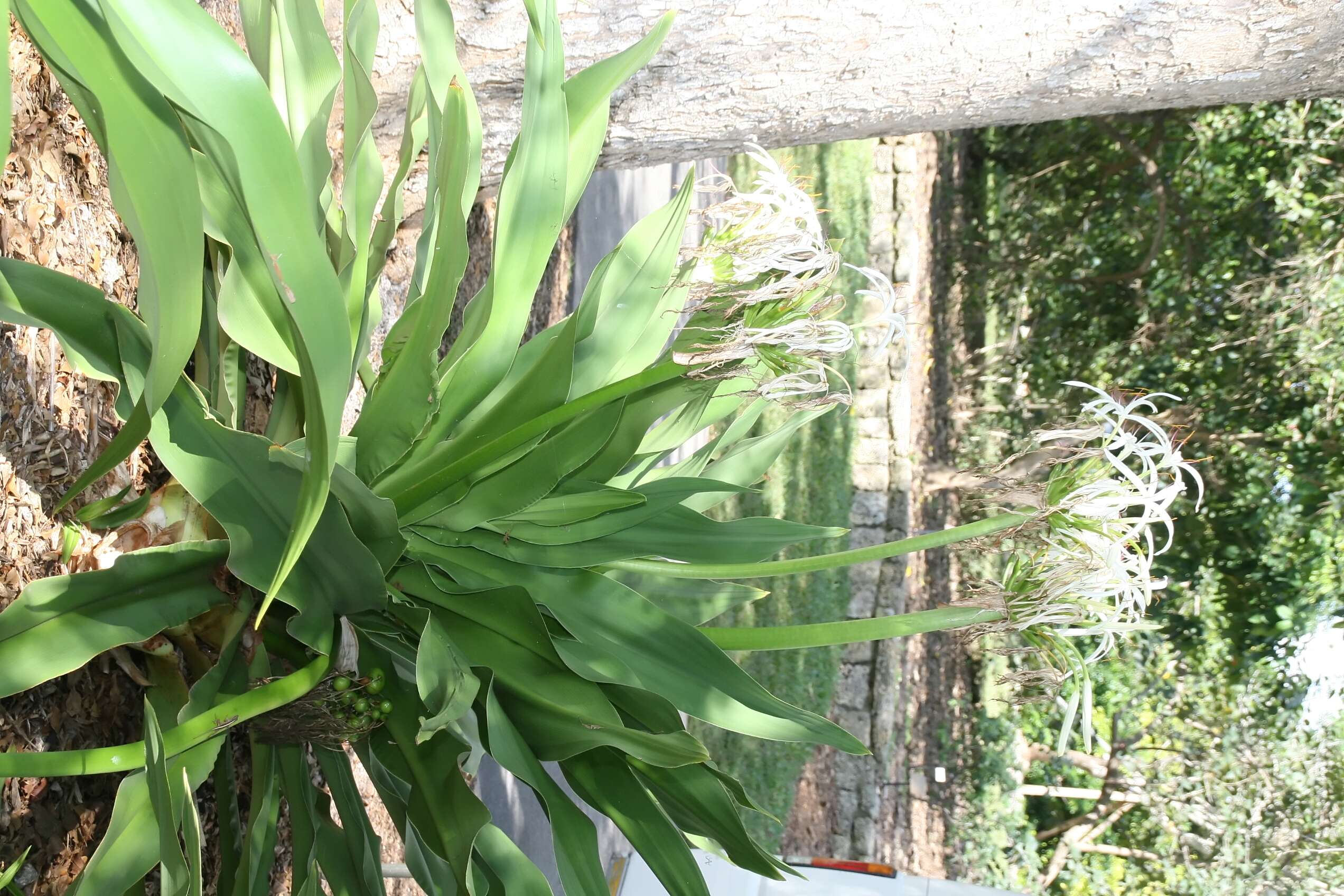 Image of Mangrove lily