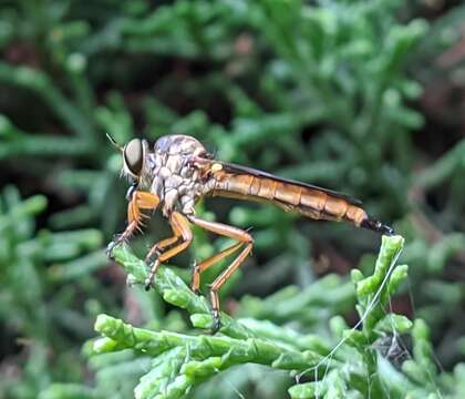 صورة <i>Aneomochtherus ochriventris</i>