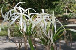 Image of Mangrove lily