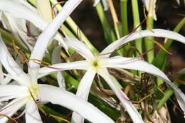 Image of Mangrove lily