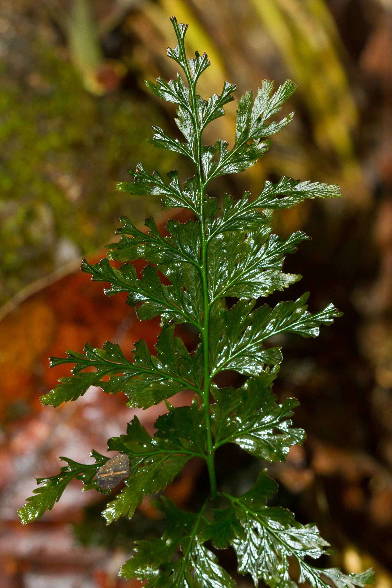 Image of toothed bristle fern