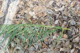 Image of Macrozamia riedlei (Gaudich.) C. A. Gardner