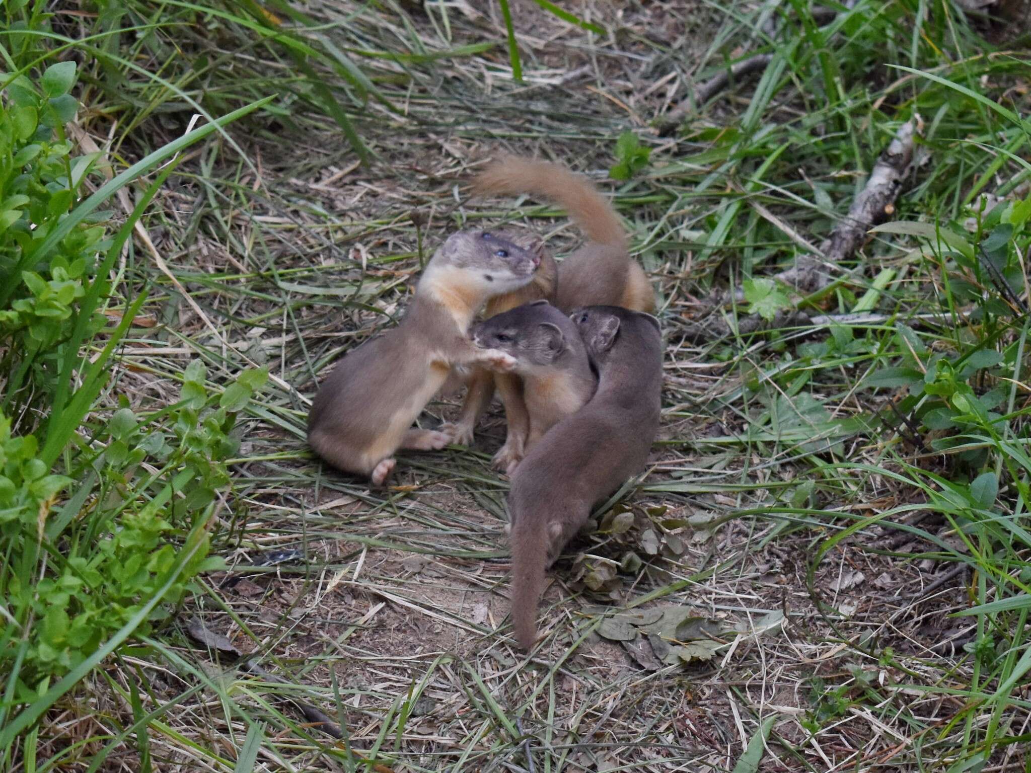 Image of Mountain Weasel