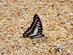 Graphium evemon (Boisduval 1836) resmi