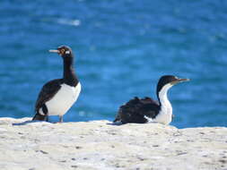 Plancia ëd Leucocarbo atriceps (King & PP 1828)