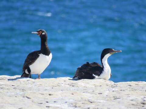 Image of Imperial Shag