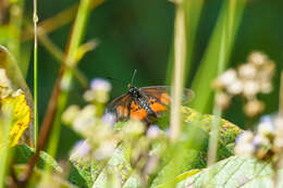 Image of Acraea conradti Oberthür 1893